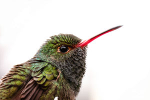 Green Hummingbird Mindo