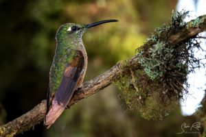 Green Hummingbird Paz tour