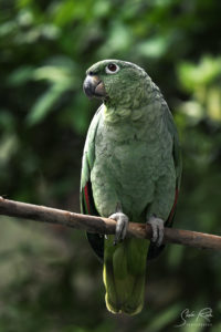 Green parrot