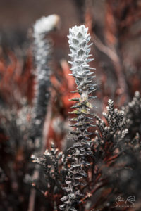 Grey Parque Nacional Cazambe Coca Rugged plant Web