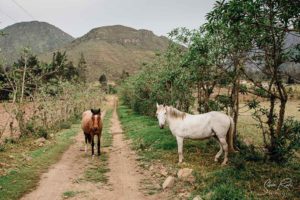 Horses Reserva Pululahua