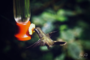 Hummingbird being fed