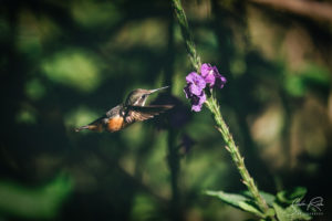 Hummingbird in flight Paz tour