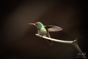 Green Hummingbird