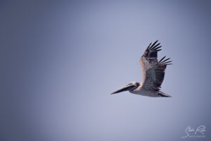 Machallilla Pelican flying