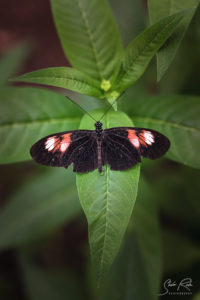 Mariposa Mindo