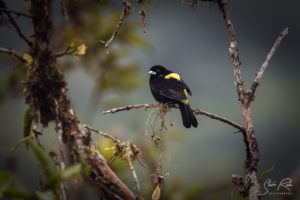 Mindo Yellow Tailed Bird