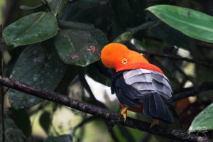 Orange Cock of the rock