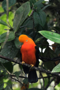 Orange Cock of the rock Portrait