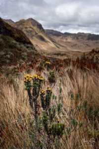 Parque Nacional Cazambe Coca Yellow flower portrait