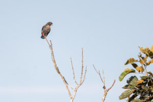 Parrot Tree branch