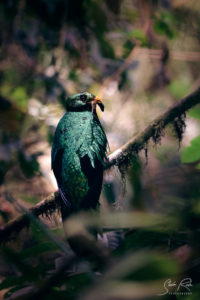 Paz tour Quetzal with prey