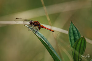 Red Dragon Fly