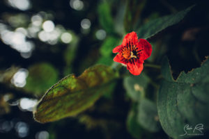 Red flower San Rafael