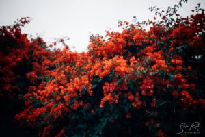 Red flowers in bad weather