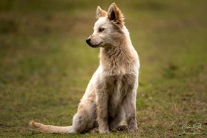 Reserva Pululahua Watchdog 2