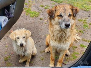 Wet dogs at Shalala