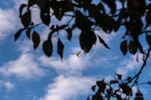 White Bird and Treeshade