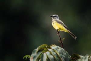 Yellow breasted finch