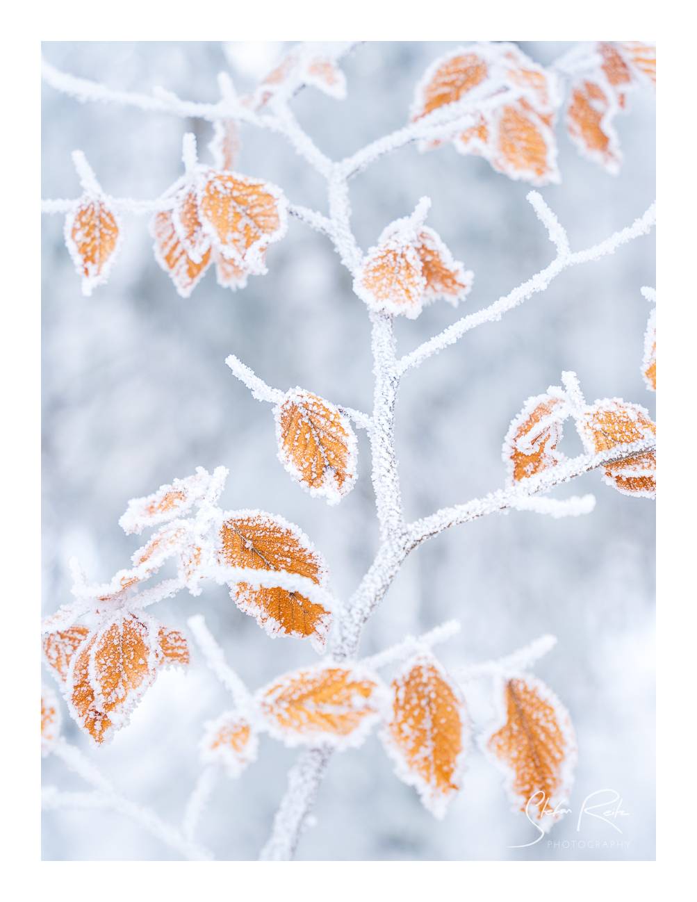 Leafs in ice Winter camping Certovo jezero 1