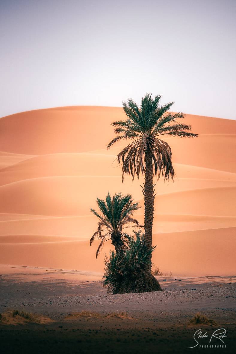 Dunes Morocco Palm