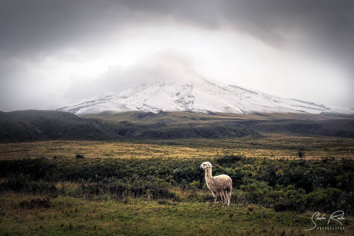 Cotopaxi National Park Posing Lama