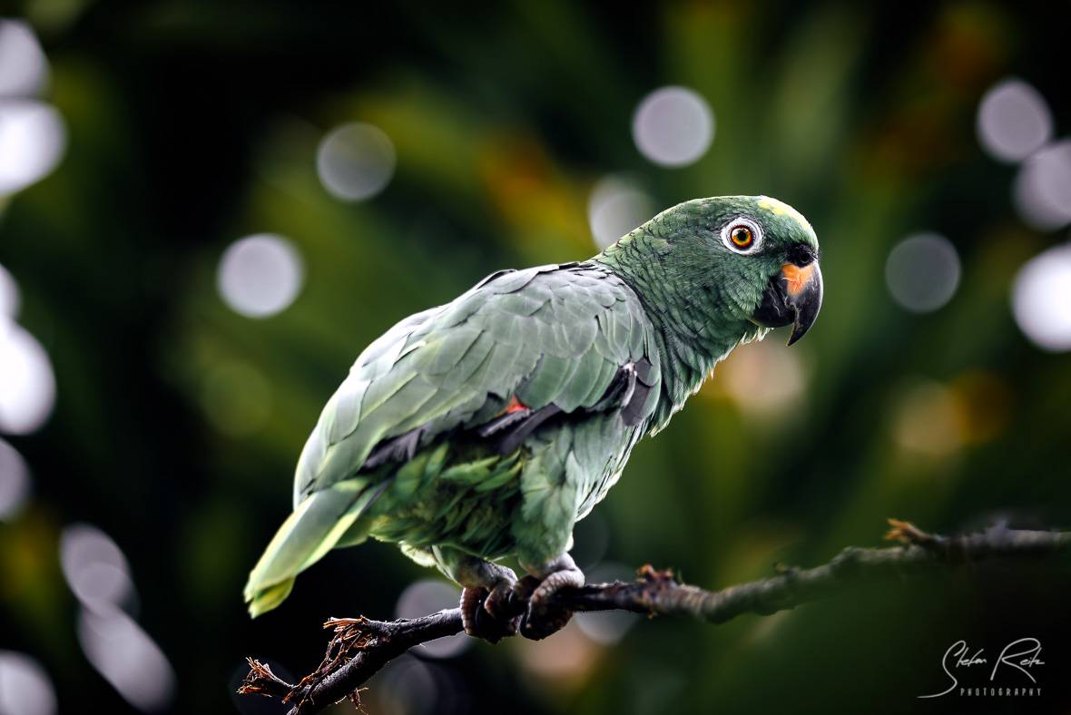 Ecuador Green parrot Yasuni National Park 2