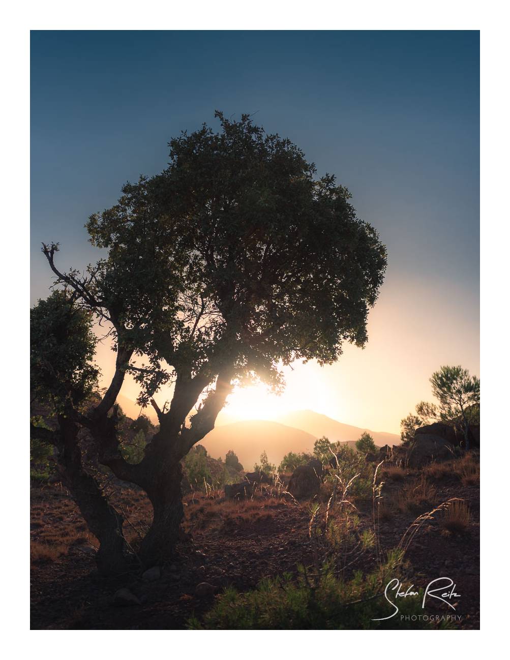 Tree at Sunrise, Grass lid in foreground