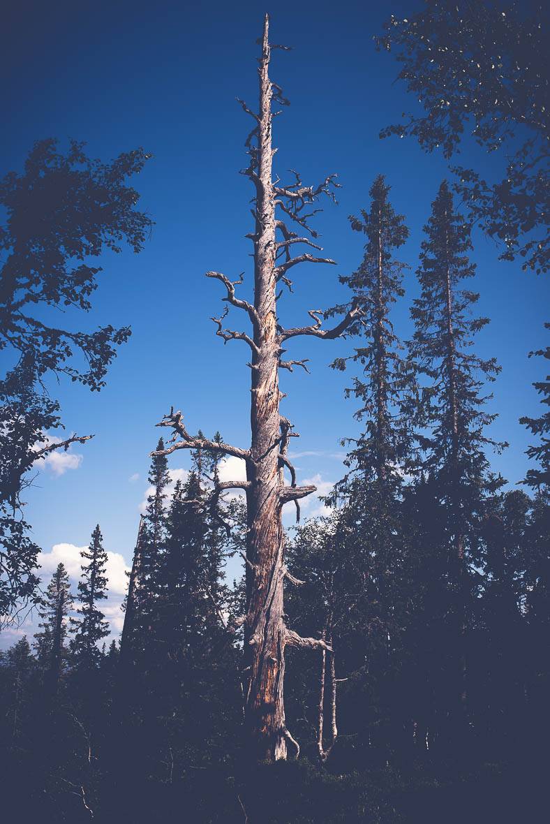 Deadtree Fullufjallet Sweden