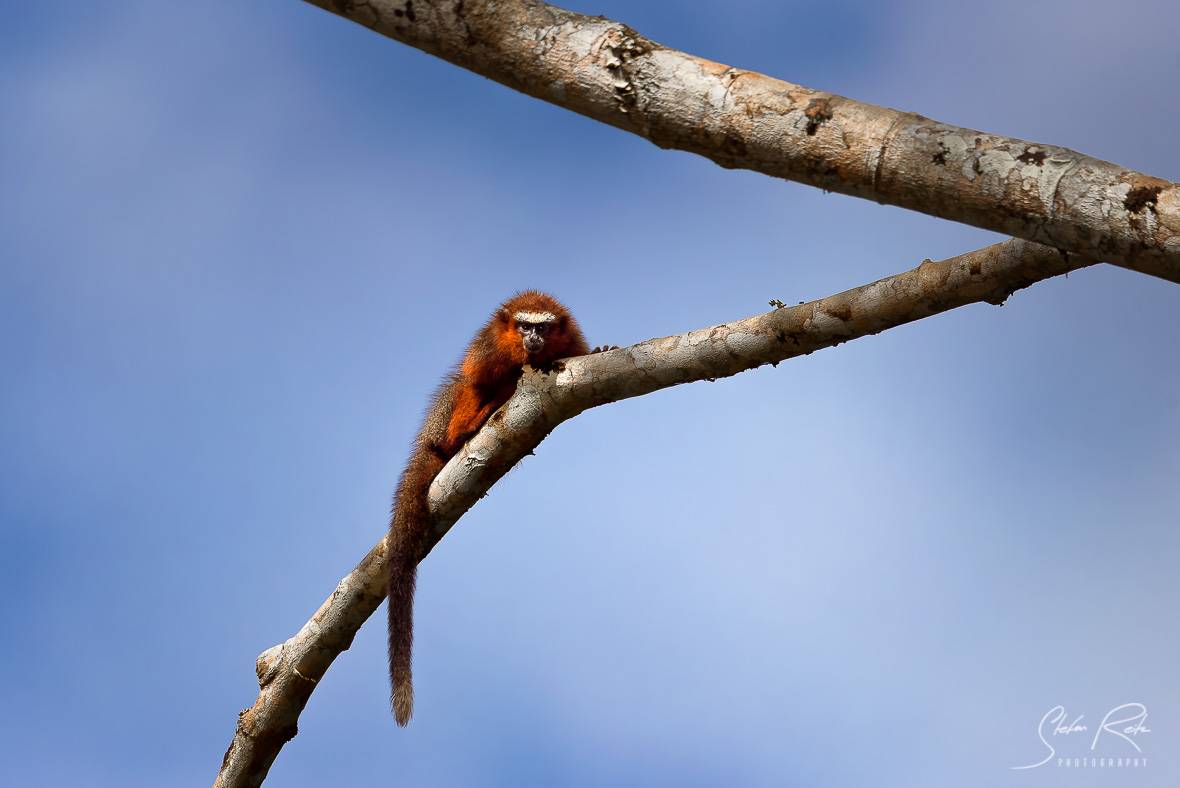 Ecuador Howler monkey Yasuni National Park 2